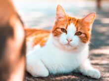 orange tabby cat on ground