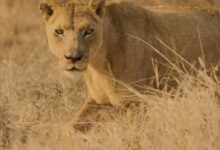 a lion in a field