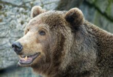 a large brown bear standing next to a stone wall