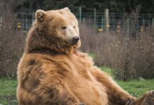 brown bear sitting on grass field