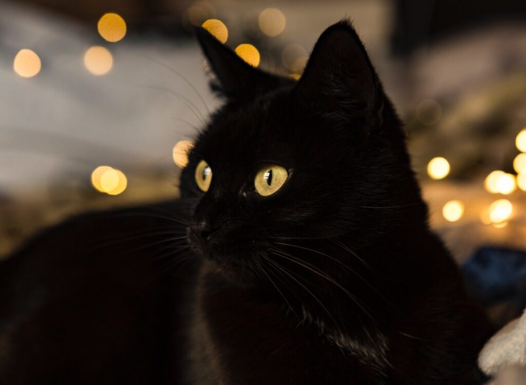 black cat with yellow bokeh lights