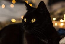 black cat with yellow bokeh lights