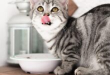 silver tabby cat in white ceramic bowl