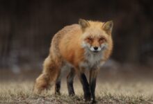 red fox