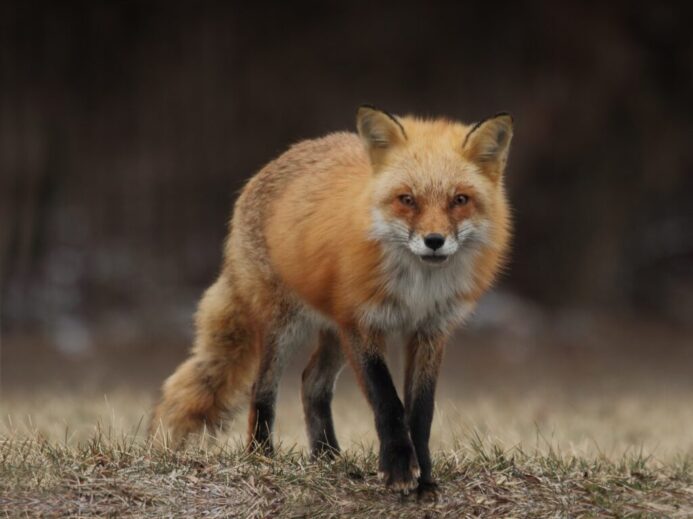 red fox