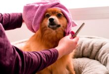 brown pomeranian wearing pink towel