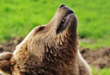 Brown Bear Lying on Green Lawn Grass