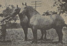 zdroj