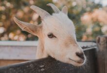 white goat close-up photography