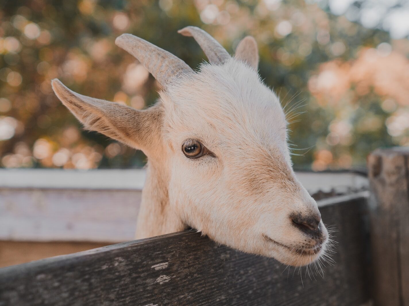 white goat close-up photography