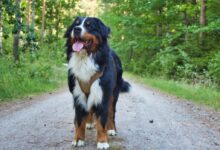 black and white coated dog walking on grass pathway