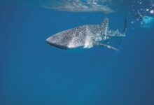 Whale shark swimming under crystal clear water of ocean near surface under sunlights