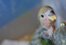 white and yellow bird and white and yellow bird