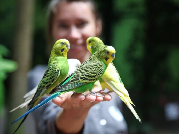 Unrecognizable woman with small budgerigars