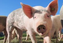 Black and Brown Pigs on Grassfield during Daytime