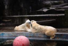 polar bear lying on brown concrete floor