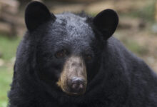 Ursus americanus (American black bear)