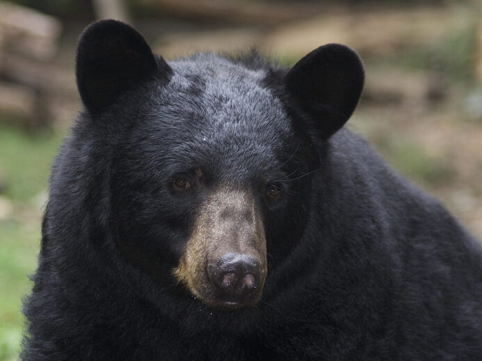 Ursus americanus (American black bear)