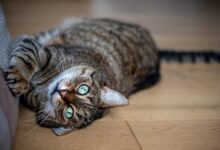 brown tabby cat lying on brown wooden floor