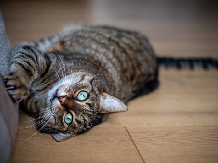 brown tabby cat lying on brown wooden floor