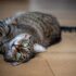 brown tabby cat lying on brown wooden floor
