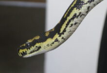 Jungle carpet python watches you sleep