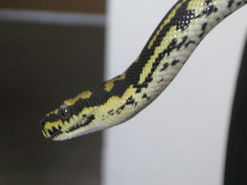 Jungle carpet python watches you sleep