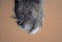 gray animal hair