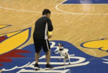 Mini Frisbee Dog