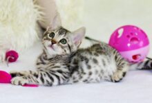 gray kitten sitting on floor