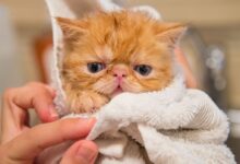 orange kitten covered by white towel