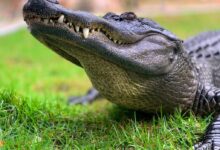 crocodile on green grass during daytime