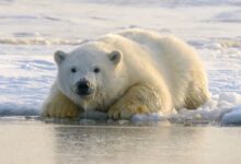 polar bear on water during daytime