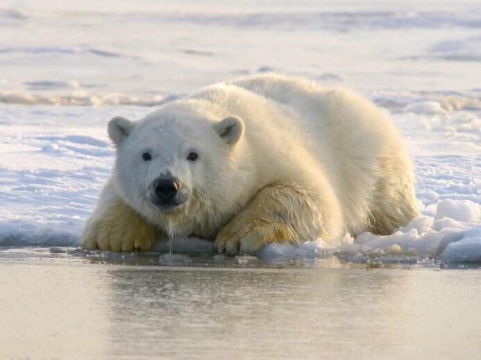 polar bear on water during daytime
