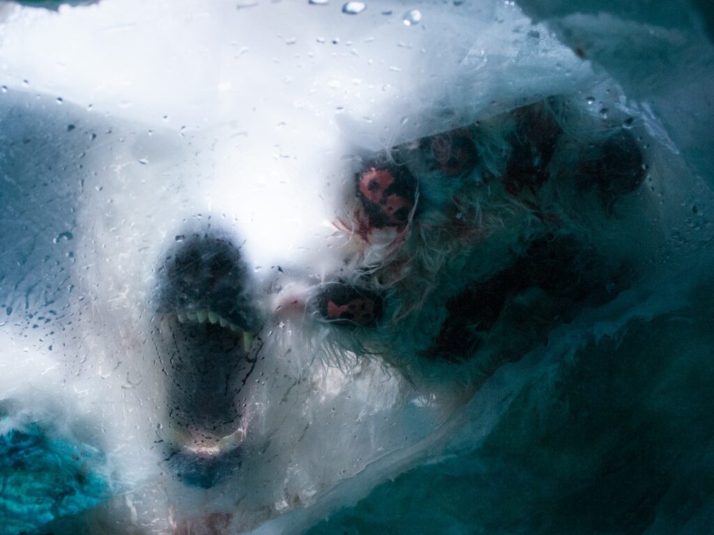 - NeposlušnéTlapky a close up of a polar bear in the water