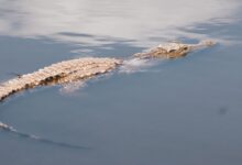brown crocodile on body of water