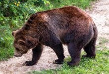 brown bear in a road during daytime