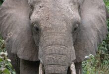 gray elephant near green leaf plant