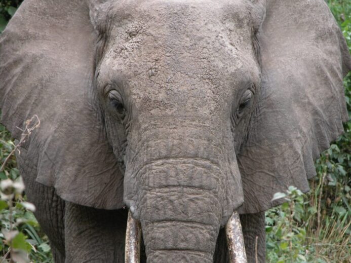 gray elephant near green leaf plant