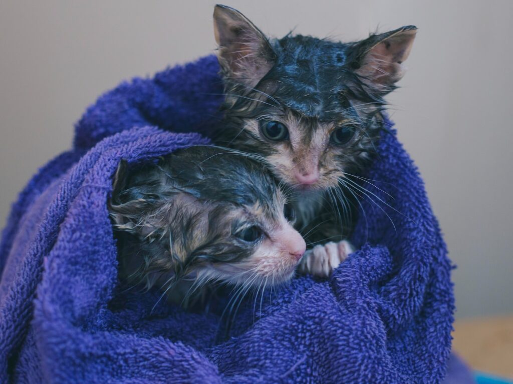 silver tabby kitten on blue textile
