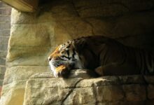 brown tiger on focus photography