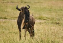 black water buffalo on brown grass field during daytime