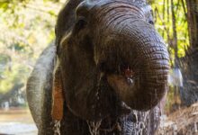 black elephant walking on the road during daytime