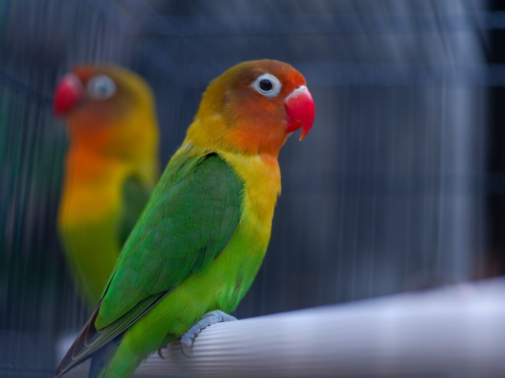 yellow orange and green bird