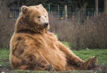 brown bear sitting on grass field