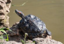 black turtle on brown rock near water during daytime