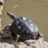 black turtle on brown rock near water during daytime