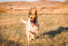 brown and black german shepherd running on brown grass field during daytime