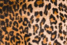 black and brown leopard print garment