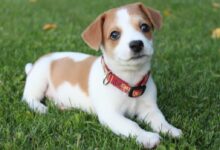 white and brown short coated dog on green grass during daytime